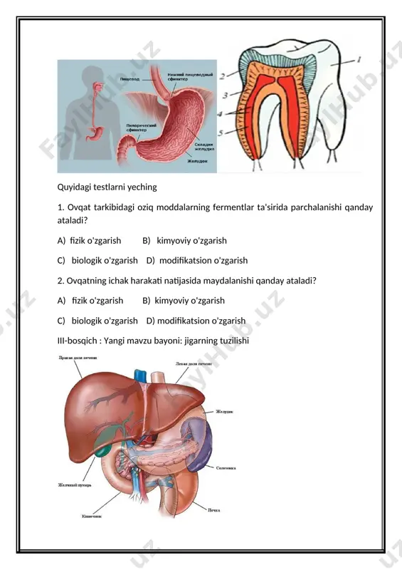 zgarish c) biologik o'zgarish d) modifikatsion o'zgarish iii-bosqich : yangi mavzu bayoni: jigarning tuzilishi jigar odam organizmidagi eng katta bez bo‘lib, massasi o‘rta- cha 1500 g. u qorin bo‘shlig‘i o‘ng tomonining yuqori qismida, ya’ni o‘ng qovurg‘alar yoyi ostida joylashgan. u ikki bo‘lakdan iborat: o‘ng bolagi o‘ng qovurg‘a yoyi ostida, chap bo‘lagi qorin- ning yuqori qismida, ya’ni to‘sh suyagi ostida joylashgan. jigar hujayralari o‘t suyuqligi ishlab chiqaradi, bu suyuqlik o‘t pufagida to‘planib, maxsus kanalcha orqali o‘n ikki barmoq ichakka quyilib, ovqat tarkibidagi yog laming hazm bolishida ishtirok etadi. jigarda bir kecha-kunduzda 700—1200 ml o‘t suyuqligi ishlanadi. jigaming muhim funksiyalaridan yana biri qonni zaharli moddalardan toza- lashdir. me’da-ichaklardan so‘rilgan ovqat tarkibidagi zaharli mod- dalar qonga, vena orqali jigarga boradi va uning hujayralarida zarar- sizlantiriladi. bundan tashqari, jigar oqsil va uglevodlar almashi- nuvida ham ishtirok etadi.jigaming yuqumli sariq kasalligida uning hujayralari yallig‘- lanib, yemiriladi va undan ishlangan o‘t suyuqligi o‘n ikki barmoq ichakka …