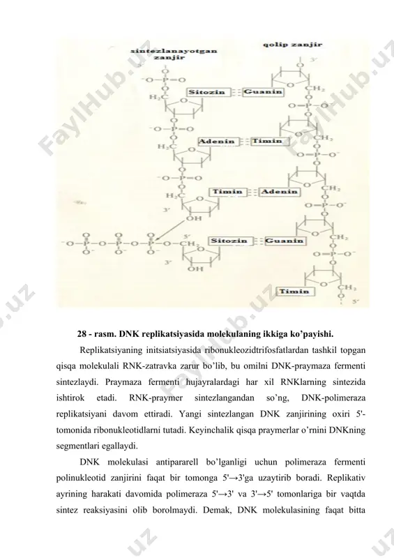 meraza fermentini faollantirib, uning ish faoliyatini aniqlashtiradi. eukariotlarda bunday oqsillarga yadrodagi replikativ xususiyatli proteinlar kirib, ularni a (rra) belgi bilan belgilanadi. dnk molekulasida avtonomli replikatsiya xususiyatiga ega bo’lgan qismlar bo’lib, bu bo’lakni replikon deb ataladi. replikon dnkning o’z-o’zidan ko’payishi uchun kerakli genlarni tutib, regulyatorlik xususiyatiga ham ega. dnkdagi replikon qismdan replikatsiya boshlansa shu joyni replikator deb ataladi. eukariot hujayralarda replikatsiyaning boshlanishi dnkning ko’p nuqtalarida bo’lib, ularning masofasi taxminan 20 ming nukleotid qoldig’idan iborat. eukariot xromosomalar polireplikonli tuzilishga ega. replikatsiyaning initsiatsiyasi ma’lum nuqtadan ikki tomonlama harakat qilib, qo’shni replikativ ayrilar bir-birlari bilan qo’shilguncha davom etadi. to’liq shakllangan xromosoma kichik sintezlangan dnk zanjirlarining o’zaro qo’shilishidan shakllanadi. 4.1. prokariot organizmlardagi replikatsiya mazkur jarayon ichak tayoqchalarida o’rganilgan. dnk replikatsiyasida oqsillar - fermentlar va ularning funksiyalari yaxshi tadqiq qilingan. bu jarayonda uch xil dnk polimeraza - i, -ii va -iii ishtirok etishi aniqlangan. dnk-polimeraza i 1958 yilda artur kornberg tomonidan aniqlangan, bir zanjirli polipeptid bo’lib, …