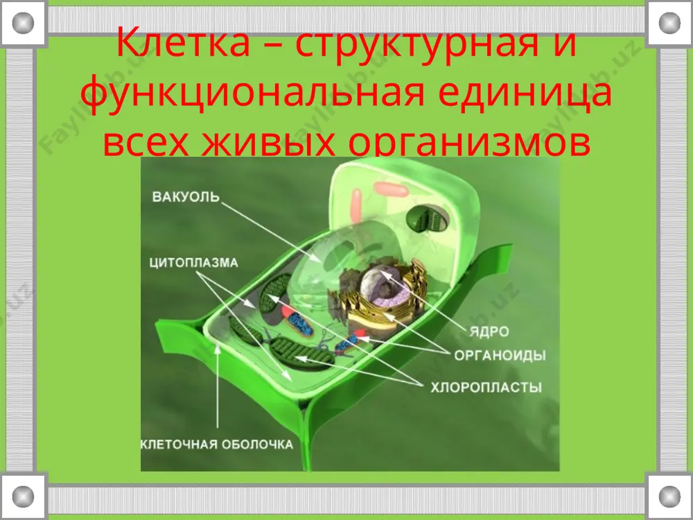 еллюлозы (клетчатки). пронизана специальными отверстиями — порами защита клетки ядро самый крупный органоид клетки, окружено ядерной оболочкой, пронизанной порами, внутри находится одно или несколько ядрышек, хромосомы, днк, рнк хранит наследственную информацию, регулирует процессы обмена веществ внутри клетки пластиды: присутствуют только в растительных клетках хлоропласты имеют овальную форму, зеленую окраску, содержат хлорофилл фотосинтез хромопласты имеют желтую, оранжевую или красную окраску, обеспеченную пигментами обеспечивают окраску плодов, лепестков, осен­них листьев лейкопласты бесцветные, округлой или палочковидной форм, содержатся в неокрашенных частях растений (стебли, клубни, корни) в них накапливаются запасные питательные ве­щества вакуоль резервуар с клеточным соком накопление питательных веществ и продуктов жизнедеятельности вставьте пропущенное слово ... — структурная и функциональная единица всех живых организмов. все... друг от друга отделены плазматической... — плотной прозрачной оболочкой. ... на внешней стороне имеет плотную оболочку, состоящую из клетчатки (...). живое содержимое клетки представлено бесцветным вязким полупрозрачным веществом - …. в цитоплазме располагаются многочисленные .... важнейшим органоидом клетки является …