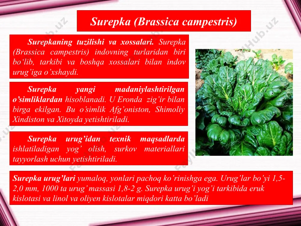 karamdoshlar va dukkakdoshlar oilasiga kiruvchi o’simliklar - Page 5