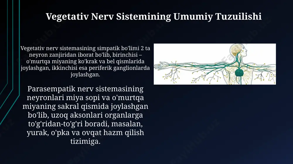 vegetativ nerv tizimining tuzilishi va tarmoqlanishi - Page 4