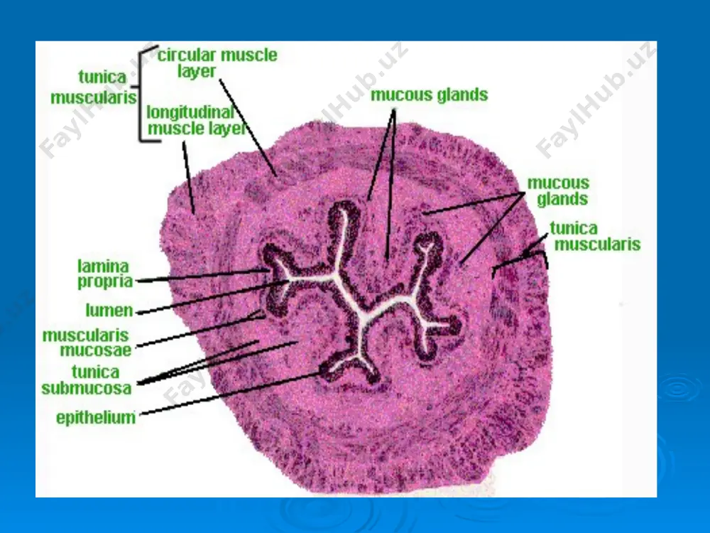 histology of the digestive system - Page 5