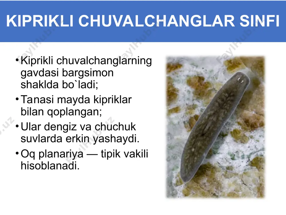 yassi chuvalchanglar tipi - Page 4