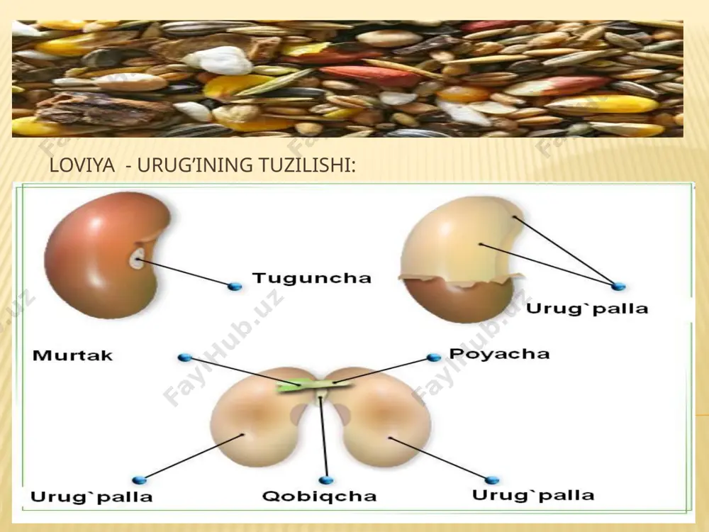 urug' va uning umumiy xarakteristikasi - Page 5