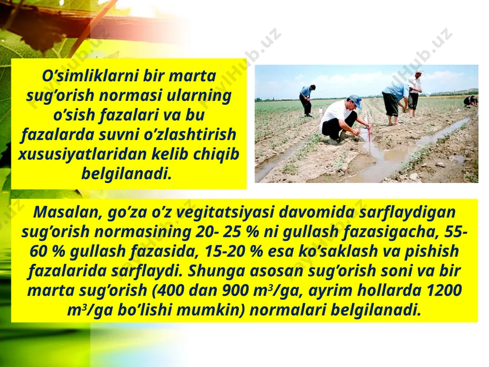 qishloq xo’jaligida sug’orishning fiziologik ahamiyati - Page 5