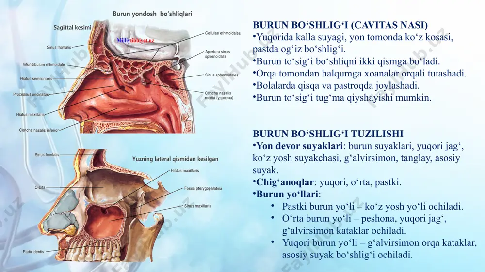 bilan taʼminlaydi, vena qon tomirlari qisman sinus longitudinalis superiorga yoki foramen coecum ga quyiladi.  ponasimon boʻshliqlarni a.sphenopalatina, a.pterygopalatinae, a.vidianae qon bilan taʼminlaydi, vena qon tomirlari asosan sinus cavernosusga, qisman v. oftalmicaga quyiladi. burun yondosh boʻshliqlaridan limfa asosan burun boʻshligʻi limfa tizimi orqali pastki jagʻ osti va chuqur boʻyin limfa tugunlarga quyiladi. ularning innervatsiyasini uch shoxli asab tolasining birinchi shoxchasi va qanottanglay tuguni taʼminlaydi. burun va burun yondosh boʻshliqlarining fiziologiyasi burun boʻshligʻi asosiy va ikkilamchi fiziologik faoliyatlarni bajaradi. burunning asosiy fiziologik faoliyatlariga - nafas olish, himoya va hid bilish, ikkilamchi fiziologik faoliyatlariga – mimika, koʻz yoshni oʻtkazish, rezonans (nutq) faoliyatlari kiradi. burun boʻshligʻi ovoz tembrini hosil qilishda ham ishtirok etadi. burun va burun yondosh boʻshliqlarinihg holatini organizmning umumiy holatiga taʼsiri burun va burun yondosh boʻshliqlarining fiziologik faoliyati inson organizmidagi ayrim aʼzo va tizimlar uchun muhim ahamiyatga ega. masalan, chang zarrachalarining 60% va koʻpgina bakteriyalar burun boʻshligʻida ushlanib qolinadi. burun orqali …