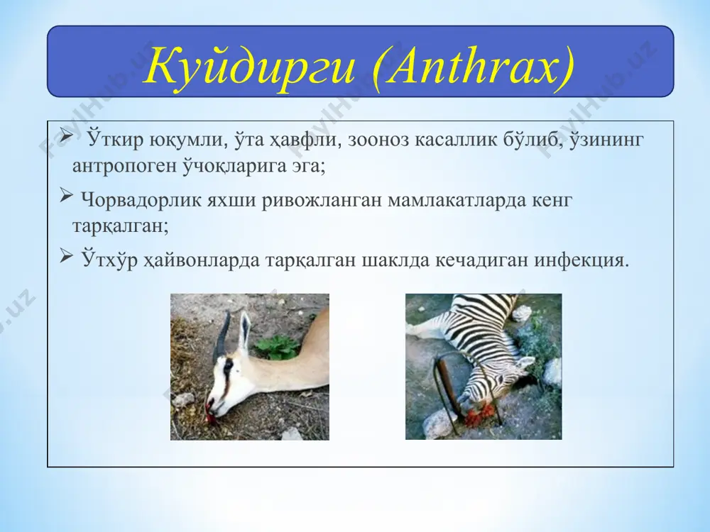 аллик манбаи – касалланган ўтхўр ҳайвонлар; тупроқ – резервуар. тккк куйдиргининг клиник шакллари тери (яра) шакли; пневмония (ўпка, медиастинал) шакли; ошқозон-ичак (абдоминал) шакли; орофарингеал (томоқ, ангинал) шакли. тери шаклида бирламчи аффектннинг ривожланиши доғ папула яра оғриқсиз қора қўтир инкубацион давр 1 кундан 12 кунгача доғ-папула-пустула – 1 кундан 3 кунгача 111111 1- 12 кун давом этган инукбацион даврдан сўнг терида доғ пайдо бўлади, у дастлаб папулага, кейин везикулага айланади. везикула геморрагик пустулага айланади. иккиламчи инфекция қўшилса, яра йиринглаши мумкин. куйдиргининг тери шакли бирламчи тери аффекти – пустуланинг ярага айланаётган вақти яра – касалликнинг 4-8 кунлари 111111 папула – пустула – яра (ўртасида некротик ўчоғи ва атрофида желесимон оғриқсиз шиш бўлади). қора қўтир атрофида иккиламчи везикулалар пайдо бўлади. куйдиргининг тери шакли бирламчи тери аффекти – ярада қора қўтир пайдо бўлаётган вақти қора қўтир – касалликнинг 9-14 кунлари яранинг тубида оғриқсиз қора қўтир пайдо бўлади. қора қўтир 1-2 ҳафтада кўчиб тушади. антибиотиклар …