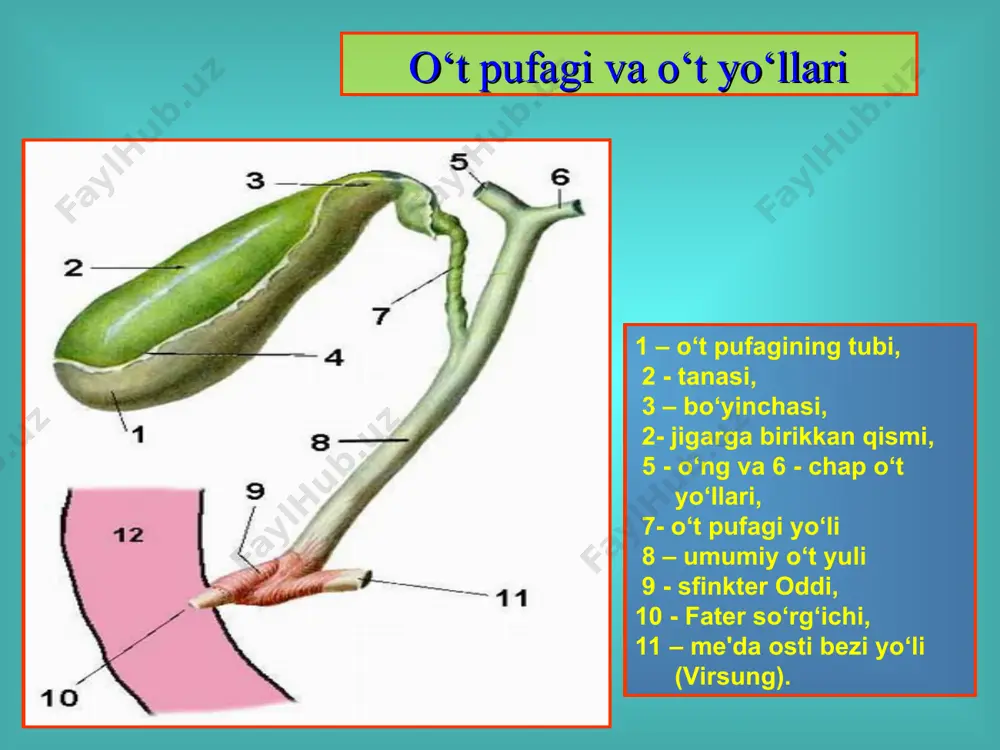 ohasining abssesslari. konservativ davolash (muolaja) usullari: davolash usuli kamchiligi, salbiy tomoni kamchiligi, salbiy tomoni davolash muddati (1-4 yil) samaradorligi 50% qarshi ko‘rsatmalarning kengligi (atigi 20% bemorlarga ko‘rsatilgan ekstrakorporal litotripsiya qarshi ko‘rsatmalarning kengligi: toshning 2 smdan katta bo‘lmasligi yoki 1 smli 2 dona tosh borligi, xolesistit belgilari borligi, kal'sinozlangan yoki pigmentli toshlar, bir dona tosh o‘rnida ko‘plab tosh fragment-larining paydo bo‘lishi. operativ davolash usullari: ochik usulda xolesistektomiya, laparoskopik xolesistektomiya, xoledoxolitotomiya, papillosfinkterotomiya, xolesisto- va xolangiostomiya, xoledoxoduadenoanastomoz, xolesistoenteroanastomoz. ochiq usuldagi xolesistektomiya bo‘yinchasidan va tubidan xolesistektomiya ochiq xolesistektomiya laparoskopik xolesistektomiya o‘t kopi punksiyasi elementlarni ajratish klipsalar qo‘yish d. sisticus ni kesish артерияни ажратиш xolesistektomiya xoledoxoduodenoanastomoz yurash usuli flerken finsterer transduodenal papillosfinkterotomiya va papillosfinktroplastika “tradision xolesistektomiya” deb qaysi ope-ratsiyaga aytiladi ? o‘t qopi olib tashlangach, uning vazifasini qaysi a'zo bajaradi ? qaysi kontrast modda bu patologiyaning tek-shiruvida ko‘proq ishlatiladi ? “sovuq” davr deb, patologiyaning kechishidagi qaysi davrga aytiladi ? operatsiyani qachon o‘tkazilgani ma'qulroq ? savollar: …