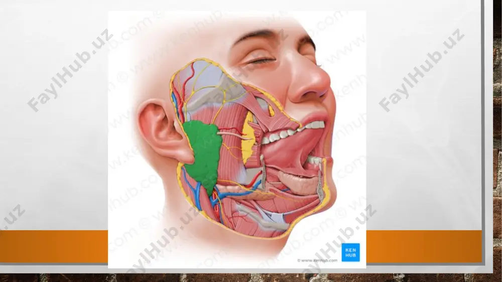 parotid gland anatomy - Page 5