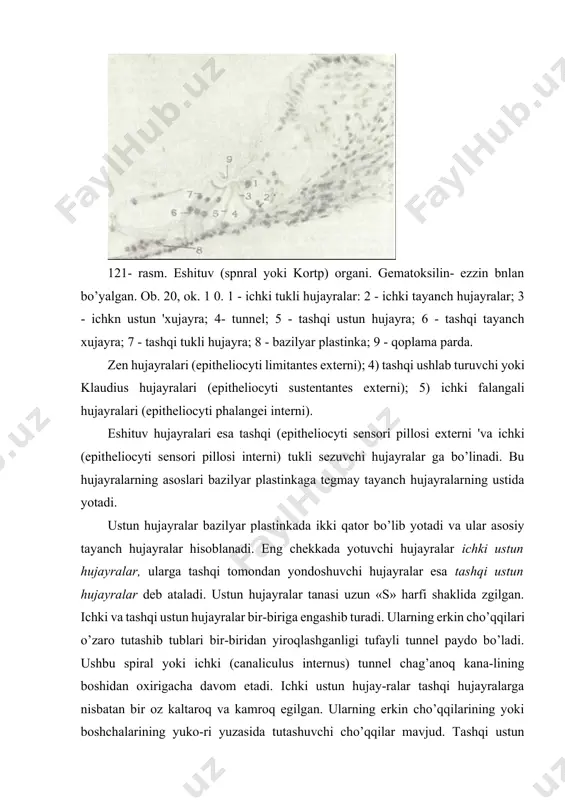 bu bo’shliqlarda tashqi eshituv hujayralari joylashadi. deyters hujayralariga tashqaridan tashqi chegaralov-chi (genzen) hujayralar yondoshadi. ular bir-biriga zich yondoshgan, besh-olti qator, ioligonal hujayralardan iborat bo’lib, ularning erkin uchlari tutashtiruvchi tasmalar yordamida birikkandir. ularning yadrolari katta, tcitoplazmasida vakuo-lalar va yirik lipid tomchilari kuzatiladi. hujayralarning yuzasida juda ko’p mikrovorsinkalar bo’ladi. bu hujayralar-ning glikogen va ba’zan fermentlarga boyligi ularning trofik vazifasini bajarishidan dalolat beradi. genzen hujayralaridan tashqariroqda kubsimon tashqi ushlab turuvchi (kladius) hujayralari joylasha-di. ular asta-sekin o’zgarib, tomirli tasmachani qoplovchi epi-teliyga aylanadi. klaudius hujayralari bilan tomirli tasma-cha o’rtasida egatcha joylashgan. egatcha spiral bog’lam to’qimasiga botib turuvchi epiteliy hujayralaridan tuzilgan. ba’zi ma’-lumotlarga ko’ra ushbu hujayralar endolimfa ishlab chiqa-radi. ichki ustun hujayralaridan ichkariga tomon kutikulali boshchalarga ega bo’lgan baland va nozik barmoqsimon o’simtalarga zga bo’lgan ichki falangali hujayralar bir qator bo’lib yotadi. ularning ustida ichki eshituv yoki tukli hujayralar yotadi. ichki falangali hujayralar asta-sekin spi-ral egatning kubsimon hujayralariga o’tadi. ichki sezuvchi tukli hujayralar ichki falangali hujayralar …