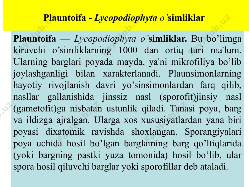 amolar-selaginellales qabilasi. bu qabila bitta selaginelladoshlar-selaginellaceae va bitta selaginella-selaginella turkumiga mansub 700 ga yaqin turni o’z ichiga oladi. turkum turlari, asosan. tropik va subtropik zonalarda tarqalgan. qabilaga kiruvchi o’simliklar oldingi qabila vakillaridan sporangiylarda yetilgan sporalarining mayda (mikrospora) va yirikligi (makrospora) bilan farqlanadi. selagasimon selaginella - selaginella selaginoides selagasimon selaginella- selaginella selaginoides nam o’tloqlarda va torfli botqoqliklarda uchraydi. poyasi ko’pincha dixotomik ravishda shoxlar hosil qiladi. poya va shoxlarini mayda barglar qoplab turadi. selaginellalar ham sporangiylarda hosil bo’lgan sporalar yordamida ko’payadi. sporagoniylar shoxlarning yuqori tomonida to’p-to’p bo’lib joylashib, spora hosil qiluvchi boshoqchalarga aylanadi. mikrosporangiylarda bir nechta mikrosporalar, makrosporangiylarda esa tikansimon parda bilan o’ralgan to’rtta yirik makrospora vujudga keladi. sporalar sporangiylar devorining yorilishi natijasida tarqaladi. selaginella - selaginella qulay sharoitga tushgan mayda sporalardan otalik gametofit yuzaga keladi. u reduksiyalangan bo’lib, bitta anteridiydan ikki xivchinli spermatozoidlar hosil bo’ladi. yirik sporalarda esa onalik gametofitlari vujudga keladi. gametofit spora pardasining ichida rivojlanib, sekin-asta uchburchak shaklda tashqariga …