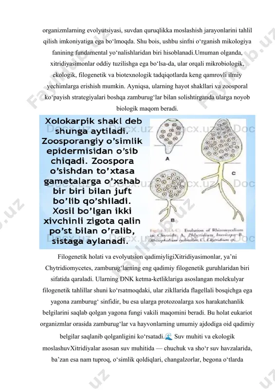 a fanining fundamental yo‘nalishlaridan biri hisoblanadi. umuman olganda, xitridiyasimonlar oddiy tuzilishga ega bo‘lsa-da, ular orqali mikrobiologik, ekologik, filogenetik va biotexnologik tadqiqotlarda keng qamrovli ilmiy yechimlarga erishish mumkin. ayniqsa, ularning hayot shakllari va zoosporal ko‘payish strategiyalari boshqa zamburug‘lar bilan solishtirganda ularga noyob biologik maqom beradi. filogenetik holati va evolyutsion qadimiyligi xitridiyasimonlar, ya’ni chytridiomycetes, zamburug‘larning eng qadimiy filogenetik guruhlaridan biri sifatida qaraladi. ularning dnk ketma-ketliklariga asoslangan molekulyar filogenetik tahlillar shuni ko‘rsatmoqdaki, ular zikllarida flagellali bosqichga ega yagona zamburug‘ sinfidir, bu esa ularga protozoalarga xos harakatchanlik belgilarini saqlab qolgan yagona fungi vakili maqomini beradi. bu holat eukariot organizmlar orasida zamburug‘lar va hayvonlarning umumiy ajdodiga oid qadimiy belgilar saqlanib qolganligini ko‘rsatadi. 🌊 suv muhiti va ekologik moslashuv xitridiyalar asosan suv muhitida — chuchuk va sho‘r suv havzalarida, ba’zan esa nam tuproq, o‘simlik qoldiqlari, changalzorlar, begona o‘tlarda uchraydi. ularning ko‘pchilik turlari saprotrof, ya’ni o‘lik organik moddalarni parchalovchi organizmlar bo‘lsa, ayrimlari obligat yoki fakultativ parazit sifatida …
