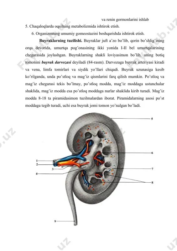 rat bo’lgan tomirli koptokcha joylashgan. kapillyarlar to’ri olib keluvchi va olib ketuvchi arteriyalar orasidagi “ajoyib to’r”dan iborat. bu kapillyarlar to’ri nefron kapsulasi bilan o’ralib, buyrak tanachasini hosil qiladi. buyrak tanachasiga qon olib keluvchi arteriolaning diametri olib ketuvchi arteriolaning diametridan 2 barobar katta bo’ladi. shuning uchun kapillyarlar to’rida bosim kapsula bo’shlig’idagi bosimdan yuqori bo’ladi. olib ketuvchi arteriola buyrak tanachasidan chiqqach, yana kapillyarlarga tarmoqlanadi va nefron kanalchalarini o’rab olib, uni qon bilan ta’minlaydi. shunday qilib, buyrakda arterial qon ikki marta kapillyarlar to’ridan o’tadi. keyin kapillyarlar yig’ilib, nefronni qon bilan ta’minlab, venulalarni hosil qiladi va ular yig’ilib, buyrak venasiga quyiladi-da, buyrakdan chiqadi. nefron kapsulasidan i-tartibli egri-bugri (proksimal) naylar boshlanadi. buyrakning mag’iz qismida kanalchalar to’g’rilanadi va genle halqasini hosil qiladi. genle halqasi yana qaytib, po’st qavatga kiradi va ii-tartibli (distal) nayni hosil qiladi. keyin bu kanalchalar yig’uv naylariga quyiladi. yig’uv naylari esa buyrak kosachalari va jomiga ochiladi. siydik yo’llari. siydik yo’llari buyrak jomchalaridan boshlanib, …