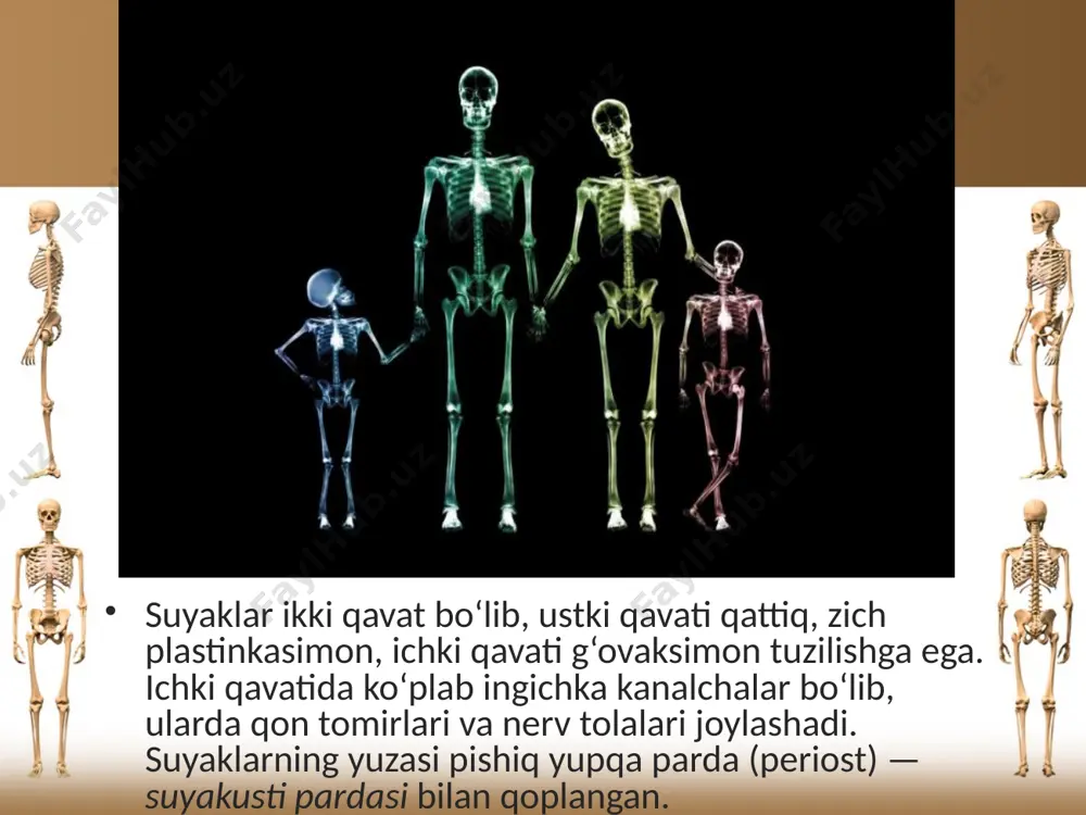 a panja bo‘g‘imlarida xilma-xil murakkab va nozik harakatlar bajariladi. masalan, sportchi, raqqosa, zargar, soatsoz, rassom, haykaltarosh va hokazo mutaxassislarning qo‘l bilan bajaradigan ishlarini eslash kifoya. bunday murakkab va nozik harakatlarni bajarishda, ayniqsa, qo‘l bosh barmog‘ining roli nihoyatda katta. odamning tik yurishi uningchanoq suyaklari va chanoq bo‘shlig‘ining kattalashuviga sabab bo‘lgan. shu tufayli chanoqda ko‘pgina ichki organlar joylashadi va himoya qilinadi. odamning oyoq suyaklari hayvonlarning orqa oyoqlariga nisbatan kuchli rivojlangan va baquvvatdir. bunga sabab odam tik yurishi tufayli tana massasining ikki oyoqqa tushishidir. bundan tashqari, odam oyoqlari bilan xilma-xil va murakkab harakatlarni bajaradi. savol va topshiriqlar suyaklar qanday to‘qimalardan tashkil topgan? suyaklarning kimyoviy tuzilishini ayting. suyaklarning o‘sishi haqida nimalarni bilasiz? odamning yoshiga qarab suyaklarning kimyoviy tarkibi qanday o‘zgaradi? image2.jpeg image3.jpeg image4.jpeg image5.jpeg image6.jpeg image7.jpeg image8.jpeg image9.jpeg image10.jpeg image11.jpeg image12.jpeg image13.jpeg image1.jpeg