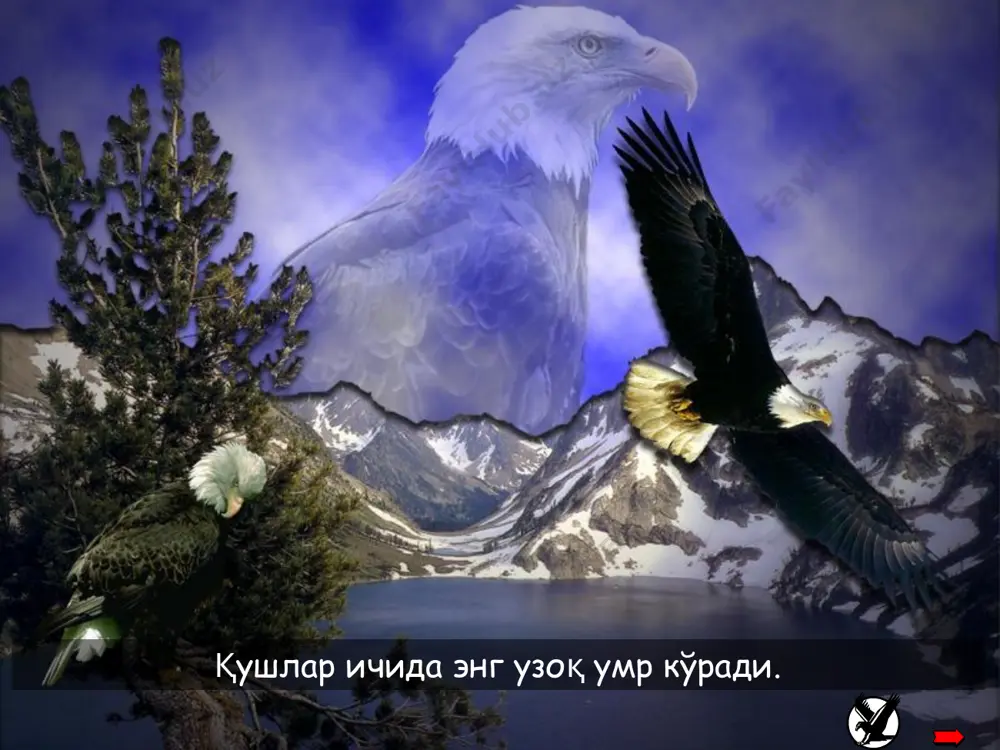 фзалликларини кўра олишимиз мумкин. 13 why is renewal needed? many times, we have to retreat for awhile and start a renewal process to continue taking successful flights, we sometimes need to get rid of memories, habits and other past traditions only freed from past burdens, can we take advantage of the valuable outcomes from a … renewal бунинг барчасини амалга ошириш учун кучли ирода керак бўлади... . audio1.wav image1.jpeg image2.gif image3.gif image4.wmf image5.jpeg image6.wmf image7.jpeg image8.jpeg image9.jpeg image10.jpeg image11.jpeg image12.jpeg image13.jpeg image14.jpeg image15.jpeg image16.jpeg image17.jpeg bald eagle flying /docprops/thumbnail.jpeg