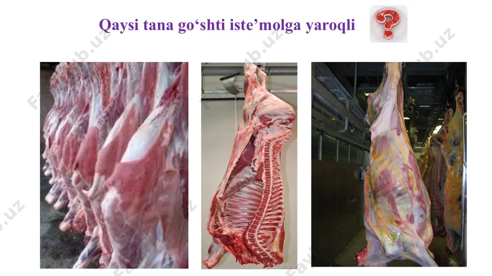 simon shakldagi mikroblarni ko‘rish mumkin. go‘shtning sifat ko‘rsatkichiga baho berishda organoleptik (sensor) va laboratoriya tekshirishlari natijasiga asoslanadi. shu olingan go‘shtlarning sifatiga qarab: a) yangi go‘sht (yoki yangi, lekin tezda sotilishi kerak) b) yangilikka gumon qilingan go‘sht d) yangi emas go‘shtlarga bo‘linadi. go‘shtni sanitariya jihatdan baholash tekshirishlar hulosasiga binoan, tekshirilayotgan go‘shtlarning organoleptik va laboratoriya tekshirishlarining natijasi o‘rtacha bo‘lsa, bunday go‘shtlar kasal hayvonlarni so‘ygandan keyin olingan go‘sht deb gumon qilinadi. bunday go‘shtni savdo sistemasida sotishdan oldin bakteriologik tekshirish o‘tkazish kerak. gumon qilingan, sifati u darajada yaxshi bo‘lmagan go‘shtlar ishlatilishdan oldin, yoki sotilishdan oldin sanitariya ishlovi berilishi kerak, ya’ni go‘shtning o‘zgargan yuza qismlari kesib ajratiladi va brak qilinadi. tozalangan go‘shtlar tezda ishlatiladi yoki sotiladi. nazorat uchun savollar: tananing qaysi qismlaridan go‘sht namunalar olinadi? go‘shtning yangiligini aniqlash usullari? yangi va eski go‘shtda tayyorlangan ekstraktning farqi? asosiy adabiyotlar 1. s.m.murodov. veterinariya–sanitariya ekspertizasi. darslik. samarqand, 2006 yil. 2. с.муродов. қишлоқ хўжалик маҳсулотларининг ветсанэкспертизаси, қайта ишлаш технология …