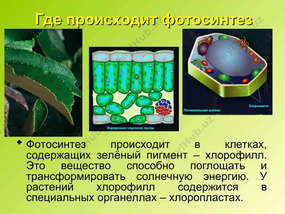 fotozintez - Page 3