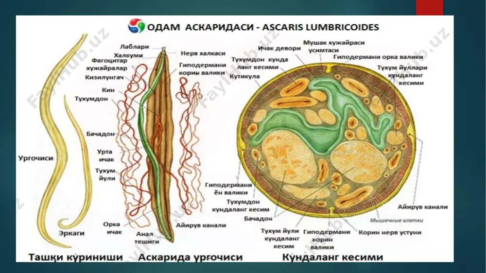 mida ochiladi. erkak trixinellada spikulasi boʻlmaganligi bilan askaridadan farq, qiladi. rishta(dracunculus medinensis). morfologik tuzilishi ipsimon uzun nematoda boʻlib, urgʻochisining uzunligi 32-120 sm boʻladi, erkagi esa 3 sm dan oshmaydi . afrika va osiyoda tarqalgan bu parazit koʻpincha oyoq terisi ostida yashab, dragunkulyoz kasalligiga sababchi boʻladi. tanasining oldingi qismida joylashgan ogʻzi qiziloʻngachga davom etadi. ichagi rudimental, anal teshigi yoʻq. tanasining anchagina qismini bachadon egallab, unda koʻp lichinkalar- mikrofillyariyalar taraqqiy etadi. jinsiy teshigi yoʻq, shuning uchun lichinkalar urgʻochi rishtaning oldingi tomonidagi kutikula qavatini teshib yoki ogʻzi orqali tashqariga chiqadi. lichinkalar rivojlanish uchun chuchuk suvga tushishi kerak. bemor hovuzda yuvingan vaqtda lichinkalar suvga tushadi. rishta lichinkasi biroz vaqtdan soʻng suvda kuplab uchraydigan oraliq xoʻjayini – tuban qisqichbaqalar (siklop) tanasiga oʻtib, rivojlanadi. odam bu suvni ichgan yoki ogʻzini chayqagan vaqtda sikloplarni yutib yuboradi. siklop tanasidagi lichinkalar xoʻjayinini ichak devorini teshib, qon tomir-lar tizimiga oʻtadi. qon, toʻqima suyuqligi orqali teri osti kletkasiga borib, voyaga yetadi. …