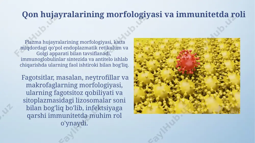 antigen taqdim qiluvchi hujayralarning morfologiyasi makrofaglarning morfologiyasi ularning funksiyasiga bogʻliq boʻlib, 10-30 µm oʻlchamdagi amorf yadrolari va koʻplab lizosomalar va fagosomalarni oʻz ichiga olgan katta, nosimmetrik boʻlmagan sitoplazmaga ega. b hujayralari, taxminan 7-15 µm oʻlchamdagi yumaloq shaklga ega boʻlib, yadrosi markazlashgan va sitoplazmasida koʻplab endoplazmatik retikulum va golgi apparati mavjud boʻlib, antitelolar sintezini ta'minlaydi. suyak ko'migining morfologiyasi va roli suyak ko'migi b-hujayralari rivojlanishi va yetilishi uchun asosiy joy hisoblanadi, bu yerda ular antijen bilan uchrashganda plazma hujayralariga aylanib, antitellar hosil qiladi. suyak ko'migi, qizil va sariq ko'mikdan tashkil topgan bo'lib, qizil ko'mikda hematopoez jarayoni sodir bo'ladi, ya'ni taxminan 10¹² ta qon hujayralari kuniga hosil bo'ladi. immunitet xotirasi va morfologik o'zgarishlar immunitet xotirasi hujayralari, b va t limfotsitlari, kamida 10 yil davomida periferik qon va limfa tugunlarida saqlanib, ikkinchi darajali immun javobni tezlashtiradi. surunkali yallig'lanish jarayonlarida, masalan, revmatoid artritda, sinovial membrana gipertrofiyasi va limfotsitlar infiltratsiyasi kuzatilib, uning morfologik tuzilishi tubdan o'zgaradi. …