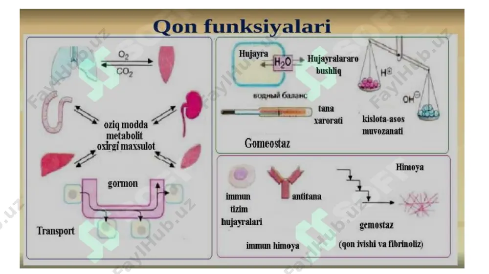 l/1 kalsiy 2,2 - 2,75 mmol/l magniy 0,7 - 1,2 nimo1/1 xloridlar 95-110 mmol/1 noorganik fosfatlar 0,81 - 1.55 mmol/1 umumiy karbon kislota 22,2 - 27,9 mmol/1 temir 8,95 - 28,65 mkmol/1 (erkak) 7,16 - 26,85 mkmol/l (ayol) mis 11-22 mkmol/1 (erkak) 11 - 24,4 mkmo1/1 (ayol) gormonlar ayrim ichki sekretsiya bezlari gormonlari 10-6 – 10-12 mmol/1 erigan gazlar kapillyar qon pso, 32 - 48 mm.s.u venoz qon pso, 42 - 55 mm.s.u kapillyar qon po, 83 - 108 mm.s.u venoz qon po, 37 - 42 mm.s.u qon tarkibining yoshga bog‘liq xususiyatlari ko‘rsatkich yosh 1 kun 1 oy 6 oy 1 yosh l -6 yosh 12 yosh 13-15 yosh gemoglobin, 180- 115- 110-140 110- 110- 110- 115-150 g/* 240 175 135 140 145 eritrotsitiar 4,3-7,6 3.8-5.6 3.5-4.8 3,6-4,9 3.5-4.5 3.5-4.7 3.6-5.1 leykotsitlar 8.5- 24,5 6.5- 13.5 5.5-12.5 6.0-12 5-12 4.5-10 4-15 trombotsitlar 180- 180- 180- 160- 160- 160- umumiy miqdor …