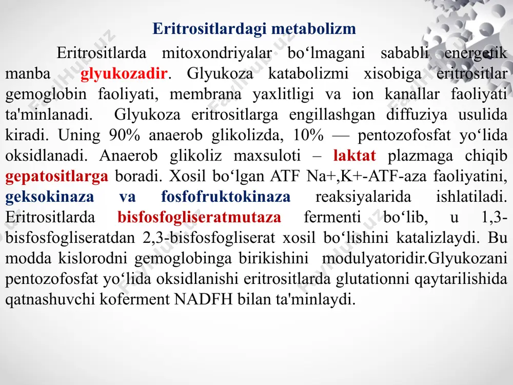 uchraydi, lekin uning asosiy qismi jigar, taloq va suyak koʻmigida boʻladi.apoferritin temir saqlamaydi temir oqsillar bilan birikkanda uch valentlik holatda boʻladi, biroq bir oqsildan ikkinchi oqsilga oʻtganda fe+3 xolatdan fe+2 xolatga va yana fe+3 ga aylanib turadi. xar kuni organizmdan 1 mg atrofida temir oʻt yoʻllari, buyrak orqali yoʻqotilib turadi. yoʻqotilgan temir ovqat tarkibida tushgan temir hisobiga toʻldirib turiladi. bir sutkada organizmga 10-20mg temir kabul kilinadi. lekin ichakda temirning soʻrilishi cheklangan boʻlib, ovqat tarkibida tushgan 15-20 mg temirning 1 mg (taxminan 5%) soʻriladi xolos. ichak devorida temirni tashuvchi maxsus oksillar bor. temir almashinuvi 1.biokimyoviy jarayonlarda ishtirok etishi. bu kimyoviy mikroelement elektronlarni tashish, kislorodni tuplashda va tashishda (mioglobin, gemoglobin) ishtirok etadi. 2. fagositoz jarayonida ishtirok etishi. tulakonlik fagasitoz jarayoni uchun organizmda me'yoriy temir moddasi bulishi kerak, bu yukori faol tabiiy killerlar yordamida xujayraga yutilgan yirik kattik substratlarni zararsizlantirish jarayonida ishtirok etadi. 3. immunitet shakillanishida ishtirok etadi. organizmda temir miqdorining yetishmovchiligi natijasida …