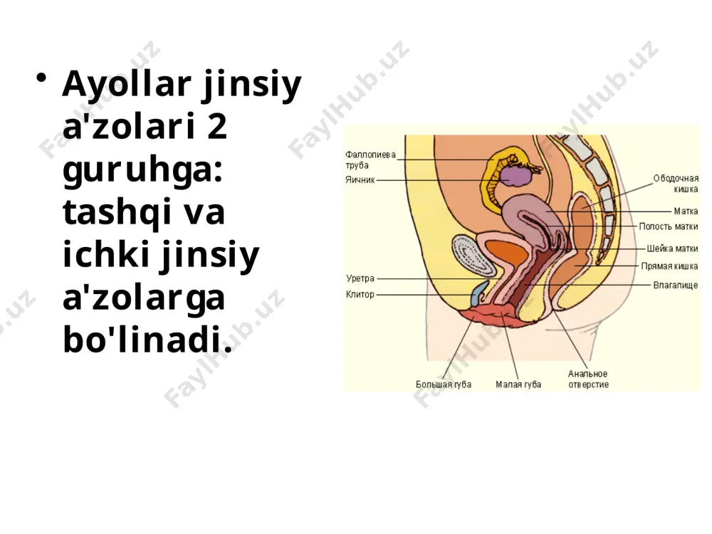 follikulaning bo'shlig'i suyuqlik bilan to'ldirilgan, uning ichida tuxum mavjud. 28-30 kun ichida odatda bitta follikul rivojlanadi, u yorilib, tuxumni chiqaradi. bu jarayon ovulyatsiya deb ataladi. follikuladan chiqarilgan tuxum (1) birinchi navbatda qorin bo'shlig'iga, keyin esa fallop naychasiga (2), u erda pishib etiladi. 1 2 полость матки яичник portlash follikulining o'rnida yangi follikullarning rivojlanishiga to'sqinlik qiluvchi progesteron gormonini ishlab chiqaradigan sariq tana (1) hosil bo'ladi. 1 agar tuxumning urug'lantirilishi sodir bo'lmasa, u holda sariq tananing atrofiyasi va eriydi. homiladorlik bo'lsa, sariq tanasi rivojlanadi va homiladorlikning butun davrida mavjud bo'ladi. fallop naychasida 4 qism mavjud: bachadon qismi (1) bachadon devorining qalinligida o'ralgan; fallop naychasining istmasi (2) - naychaning eng tor va eng qalin qismi; fallop naychasining ampulasi (3) - diametri asta-sekin o'sib boruvchi va kolba uzunligining yarmini tashkil etadigan bo'lim; fallop naychasining huni (4) uzluksiz harakatda bo'lgan ko'p sonli fimbriyalarga ega (supurishga o'xshash). маточная часть трубы перешеек ампула воронка bachadon (lotincha uterus; …