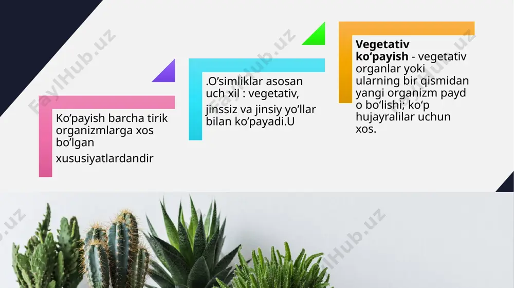 ili yoki ikki yilda bir marta roʻy beradi. koʻp yillik oʻsimliklarda esa bir necha yilda bir kuzatiladi. ildizpoyasidan koʻpayadigan oʻsimliklarga ajriq, gʻumoy, salamalaykum va boshqalar kiradi. ildizpoyasidan koʻpayadigan ajriq, gʻumoy, salamalaykum va boshqalar kiradi. tugunaklar. zira (буниум персиcум), xashaki zira (qarg`aoyoq) va skorsonera tugunaklarda o`simlik uchun zarur oziq moddalar to`planadi va vegetativ ko`payish vazifasini bajaradi. bunday ko`payishni kartoshka, topinambur va boshqa o`simliklarda ko`rish mumkin. bu xildagi tugunaklar er ostida joylashgani uchun er osti tugunaklar deb ataladi. o`rta osiyo cho`l, adir va tog` o`simliklari orasida lola, narsiss, chuchmo`ma, boychechak,liliya (piyozgul), piyoz kabilar piyozboshlar bilan ko`payadi. ba’zi o`simliklarda piyoz kurtaklari barg qo`ltiqlari yoki to`pgullarida hosil bo`ladi. sarimsoq va liliya singari o`simliklarning piyozi mayda piyozchalardan iborat,ular to`kilsa, undan yangi o`simlik o`sadi. bund piyozboshi orqali koʻpayadigan oʻsimliklar: lola, gladiolus, nargis va boychechak. oʻsimliklarning ildizidagi kurtaklaridan yangi novdalar hosil boʻladi va ildiz bachkisi deb ataladi. ildiz bachkisi orqali koʻpayadigan oʻsimliklarga terak, naʼmatak, yantogʻ, qoraqat kiradi. …