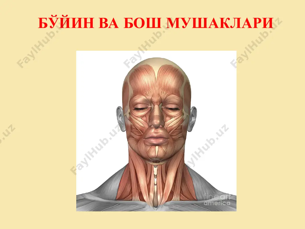 ада икки қоринчали мускул шаклланади. мускулнинг оралиқ пайи тил ости суягининг танаси ва катта шохига бириккан. m.stylohyoidens, бигизсимон ўсиқ-тил ости мускули, чакка суягининг бигизсимон ўсиғидан бошланиб олдинга йўналган. тил ости суяги танасига ёпишишидан олдин мускул пайи икки тутамга бўлинади ва икки қоринчали мускулнинг оралиқ пайини ўз ичига олади. m.geniohyoideus энгак-тил ости суяги мускули, m.mylohyoideus нинг устида, мускул чокининг икки четида ётади. бу мускул пастки жағнинг spina mentalis қисмидан бошланади ва тил ости суяги танасига ёпишади. вазифалари: юқорида санаб ўтилган тўртала мускул тил ости суягини юқорига кўтаради. тил ости суяги маҳкам ҳолда (ҳаракатсиз) бўлса, mm. mylohyoideus, geniohyoideus, digastricus лар пастки жағни пастга тортади. m. sternocleidomastoideus m. thyrohyoideus m. omohyoideus m. sternohyoideus mm. infrahyoidei os hyoideum m. digastricus (venter anterior) m. mylohyoideus mm. supra- hyoidei m. digastricus (venter posterior) m. stylohyoideus m. omohyoideus (venter inferior) mm. scaleni бўйин мушаклари m. trapezius бўйин мушаклари тил ости суягидан пастда жойлашган мускуллар m.sternohyoideus, тўш-тил ости …