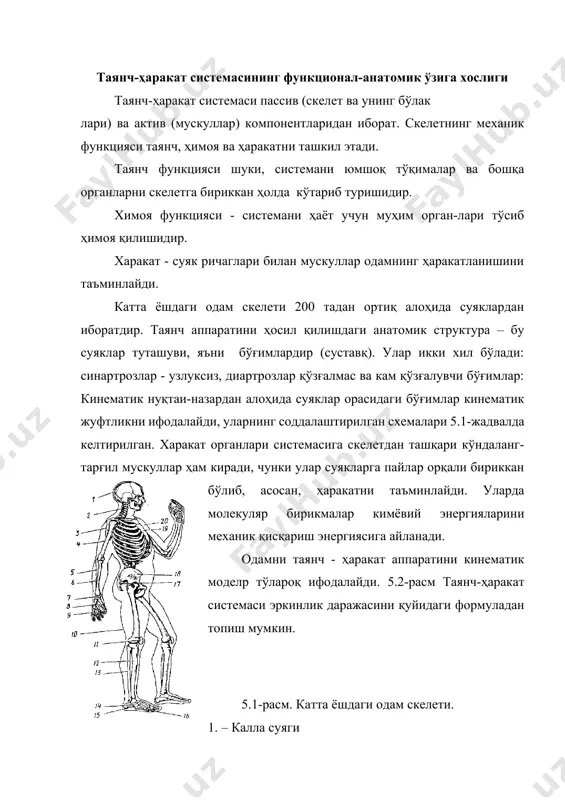 лари 3. – курак 4. – елка суяги 5. – билак суяги 6. – тирсак 7. – билак-кафт усти бўғими 8. – кафт суяклари 9. – қўл бармоқлари фалангалари 10. – сон суяги 11. – тизза қопқоғи 12. – катта болдир суяги 13. – кичик болдир суяги 14. -- ошиқ суяк 15. – товон суяги 16. – оёқ бармоқлари фалангалари 17. – думғаза 18. – ёнбош суяги 19. – тўш 20. – қовурға n=6n- (5.1) бу ерда: n- қўзғалувчи суяклар сони(n=148); i-,бўғим бирикмаларда эркинлик даражасини чегараланишлари сони. рi - бирикмалар сони эркинлик даражаси билан (одамда 29; 33; ва 85та бўғимлар мос равишда учта, иккита ва битта эркинлик даражасига эгадир). демак, n=6*148-(3*29+4*33+5*85)=244. шундай қилиб, одам биомеханизмида, умуман, n=244та эркинлик даражаси мавжуддир. скелет ҳаракатини муайян мия-мускул аппарати бошқаради. 5.2-расм. одам таянч-ҳаракат аппаратининг структуравий схемаси. b 5.3-расм. одам танасининг кинематик модели (а) ва структураси графлари элементлари тартиб раыамилари 1-19. а 5.4. – расм. …