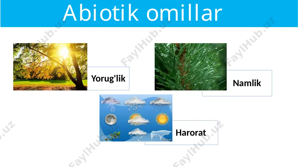 ekologik omillar - Page 3