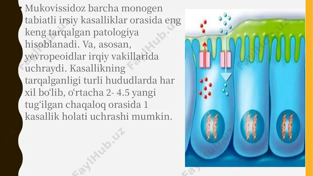 bezining ishdan chiqishi uning odatiy ko‘rinishidir. bu erda alohida e’tibor lipaza darajasini tuzatishni talab etadi - ya’ni ingichka ichaklarda yog‘larni yetarli hazm qilish imkonini beruvchi fermentni. shu maqsadda, mukovissidoz kasalligida mikrazim tayinlanadi. marfan sindromi (marfan; ms) biriktiruvchi to'qimalarning tizimli shikastlanishi bilan kechuvchi genetik kasallik hisoblanadi. kasallik etiologiyasi 21.1-lokusdagi o'n beshinchi xromosomaning kalta yelkasida joylashgan fbn1 (fibrillin 1) genining mutatsiyasidir. sindromning nasldan – naslga o`tish turi autosomal dominantdir. kasallik yuqori penetrantlik (genning paydo bo'lish chastotasi) va turli ekspressivlik bilan tavsiflanadi. erkaklar va ayollarning kasallanish nisbati bir xil. 15 xromosomadagi fbn 1 geni marfan kasalligida fibrillin-1 peptidining tuzilishi haqidagi ma'lumotni o'z ichiga olgan genda nukleotidlarning almashib qolishi kuzatiladi. bu protein glikoproteidlarga tegishli bo'lib, mikrofibrillalar kompleksida ishtirok etadi, biriktiruvchi to'qimalarning elastik fibrillalari uchun asos bo'ladi. hujayradan tashqari matriks tuzilmalari biriktiruvchi to'qimaning doimiy tuzilishini saqlab turishga imkon beradi, u hujayraning doimiy yangilanishini ta'minlaydigan juda ko'p sonli o'sish omillarini o'z ichiga oladi. yirik tomirlar devorlarida …