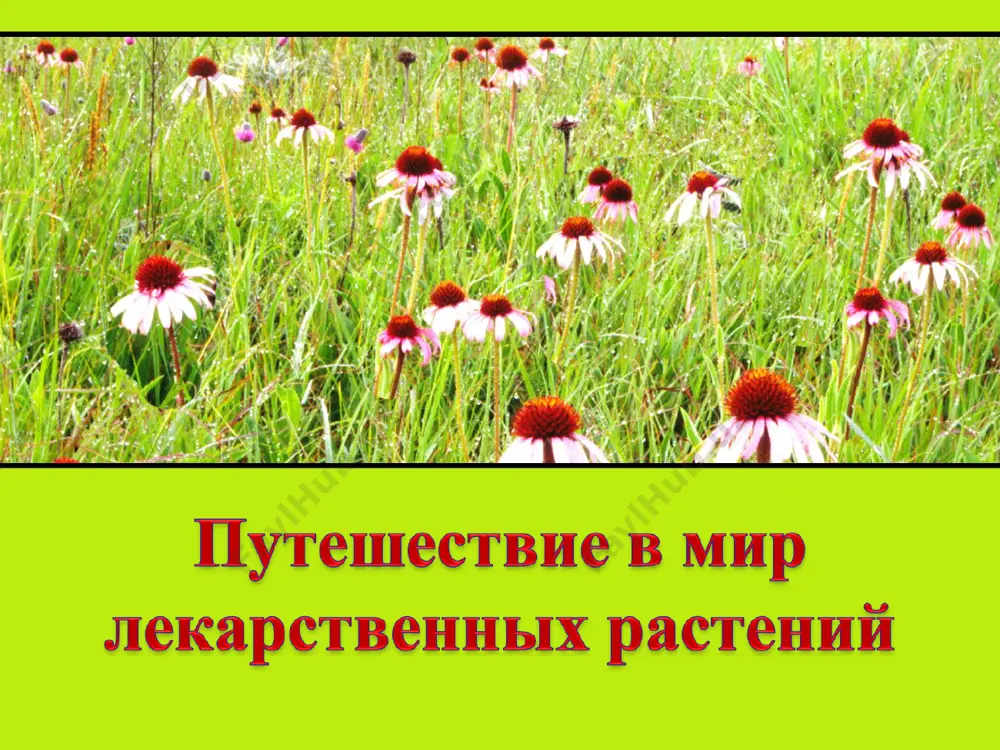 ki.narod.ru, http://www.ubilya.ru 3. сказания и легенды о лекарственных растениях - http://www.botsad.ru, http://www.awizena.lact.ru, http://www.dom-klumba.ru, http://www.florets.ru, http://vitalill.sillamae.biz. 4. применение лекарственных растений в медицине - http://prostabol.narod.ru, http://herbalogya.ru 5. картинки лекарственных растений - http://images.yandex.ru 6. задания «лабиринт», «что сначала, что потом?», «загадочный цветок» - с. вохринцева «окружающий мир. полевые цветы» дидактический материал, издательство «страна фантазий», 2003г.