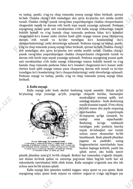 ar bilan birikadigan yon yuzalariga o’tadi. ana shu o’tish joyi chegarasida suyak qirrasi bo’ladi. chakka chizig’i deb ataladigan shu qirra ko’pincha teri ostida sezilib turadi. chakka chizig’i yanok ravog’idan yuqoridayotgan chakka chuqurchasini chegaralab turadi va davom etib borib tepa suyak yuzasiga aylanadi. peshona suyagining yuzasi qosh usti ravoklaridan o’tib kalla suyagi ichkarisiga tomon bukilib boradi va o’ng hamda chap tomonda peshona bilan ko’z kosalari chegarasini-ko’z kosasi ustki chetini hosil qilib orqaga tomon yana chuqurroq davom etib turadi va ko’zlar turadigan ko’z kosalarining (ko’z chuqurchalarining) ustki devorlariga aylanadi. peshona suyagi va tashqi, pastki, o’ng va chap tomonda yonoq suyagi bilan birikadi. qirrasi bo’ladi. chakka chizig’i deb ataladigan shu qirra ko’pincha teri ostida sezilib turadi. chakka chizig’i yanok ravog’idan yuqoridayotgan chakka chuqurchasini chegaralab turadi va davom etib borib tepa suyak yuzasiga aylanadi. peshona suyagining yuzasi qosh usti ravoklaridan o’tib kalla suyagi ichkarisiga tomon bukilib boradi va o’ng hamda chap tomonda peshona bilan …