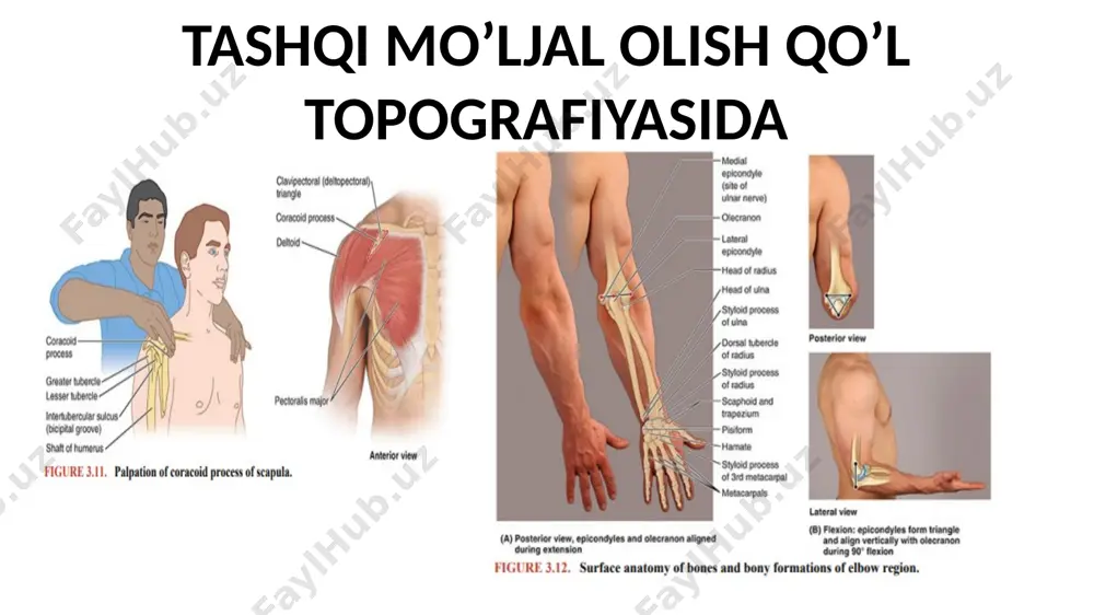 yelkaning chuqur arteriyasi va bilak nervlaridan iborat boʼladi. rasm qo'y tirsakning oldingi sohasi qavatma-qavat topografiyasi teri teri osti yogʼ qavati fastsiyalari - xususiy(elka fastsiyasining davomi) mushaklari - tashqi guruhi – yelka-tirsak mushagi va bukuvchilar paylari; - medial guruh– dumaloq pronatorlar va bukuvchilar paylari; - oʼrta guruh– bitseps va yelka mushaklari. tirsakning orqa sohasi qon bilan taʼminlanishi va innervatsiyasi qon bilan taʼminlanishi arterial tirsak tarmogʼi orqali amalga oshiriladi. venoz va limfatik oqimlar pastdan yuqoriga yelka venasi va tirsak limfa tugunlariga orkali amalga oshiriladi. innervatsiyasi: teri– yelkaning bilak va lateral teri nervlari, mushaklari esa– bilak nervlari orqali amalga oshiriladi. tirsak nervi tirsak oʼsimtasi va medial doʼmboqchalar orasidagi medial tirsak egatchasida, tirsak kollateral boylam ostida, xususiy kubital kanalda joylashadi. tirsak bo’g’imi murakkab tuzilgan boʼlib, 3 ta suyakdan iborat: bilak va tirsak suyaklarining proksimal epifizlari hamda yelka suyagining distal epifizlaridan iborat. unga yelka-bilak–sharsimon, yelka-tirsak– bloksimon va bilak-tirsak – silindrik shakllari kiradi. barcha boʼgʼimlar umumiy …