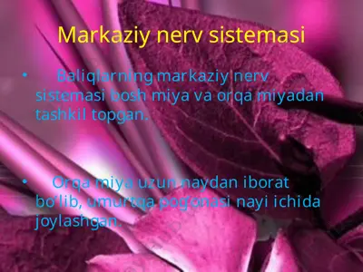 baliqlarning markaziy nerv sistemasi — PPTX