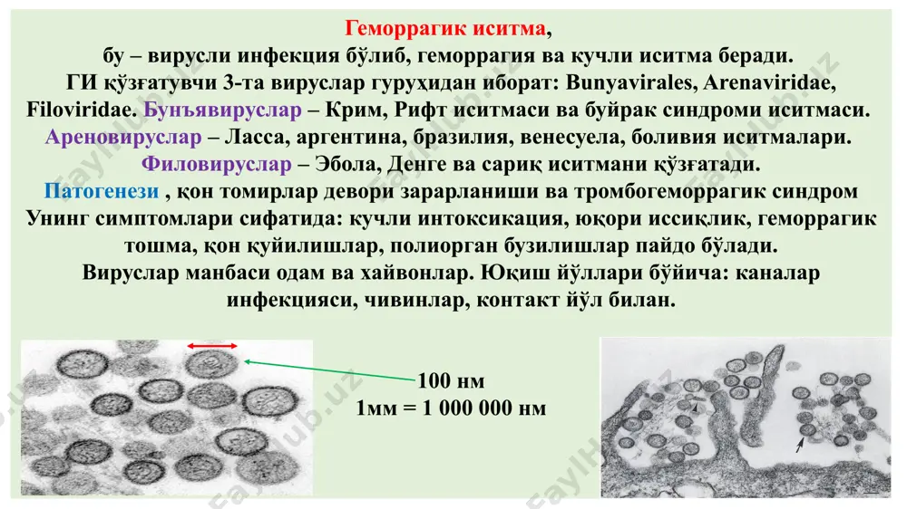 ларда нафас ва алиментар йўл билан киради. касаллик чақмоқдек тез, жуда ўткир бошланади. 1,5 мкм 1мм = 1000 мкм морфологияси: қўзғатувчи кирган жойида серозли-геморрагик, некротик карбункул ва регионар лимфаденит пайдо бўлади. касалликнинг биринчи даврида лимфа тугунлар катталашади, иккинчи даврида генерализация юз беради ва сепсис формасига айланади. куйдиргининг тери, ўпка ва ичак формалари мавжуд. тери формаси: 98-99% ташкил қилади. тананинг очиқ жойларида карбункуллар пайдо бўлади. бош, бўйин, оғиз ва бурун зарарланса касаллик оғир кечади. одатда карбункул битта бўлади, баъзида 20-тагача етади. морфологик жиҳатдан (тугунча) папула , везикула, яра кўринишида намоён бўлади. дастлаб қизил-кўкиш доғ кейин папулага айланади. 12-24 соатдан кейин папула қонли суюқлик билан тўлган пуфакчага айланади. пуфакча ёрилиб, тўқ-жигар рангли яра пайдо бўлади, яра юзаси некроз натижасида қора рангли струп, яъни антрахс, ёки қасмоқ ёки қорақўтир айланади. ичак формасида ёнбош ичакнинг охирида катта геморрагик ўчоқ пайдо бўлади. ичак тутқичи лимфа тугунлари катталашиб, геморрагик яллиғланишга учрайди, баъзида сепсисга айланади. ўпка формаси …