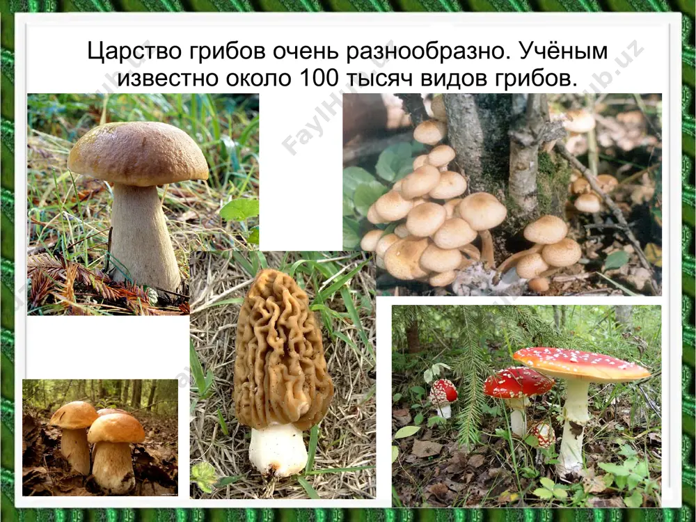 в царстве грибов - Page 2