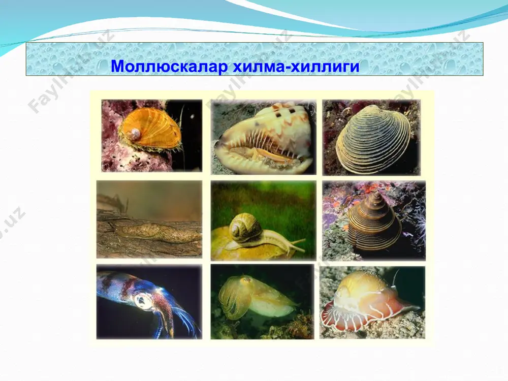 моллюскалар ёки юмшоқ танлилар(molluskа) типи - Page 5