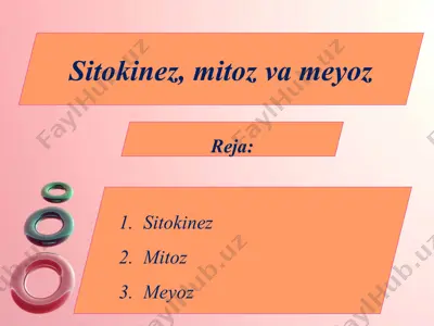 sitokinez, mitoz va meyoz — PPTX