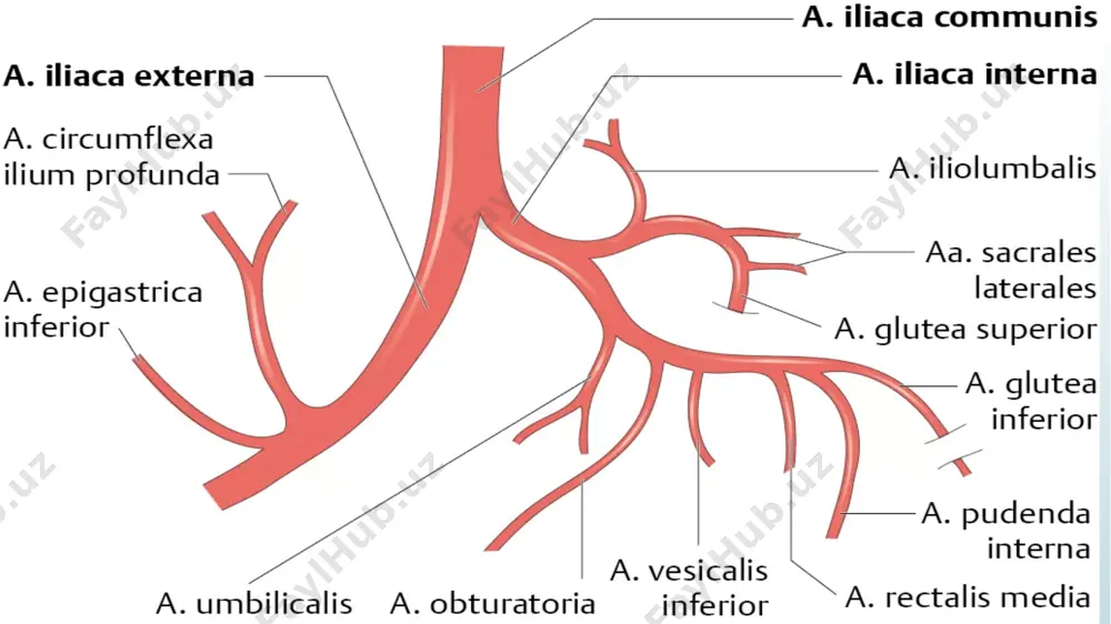 sohasigacha tarqaladi . 2 . a.circumflexa ileum superficialis – yonbosh sohasini aylanib o‘tuvchi yuza arteriya . bu arteriya spina iliaca anterior superior sohasidagi terini qon bilan ta’minlaydi . 3. a. pudendae externae superficialis - tashqi jinsiy a ’ zolarining yuza sohasini qon bilan ta’minlaydi . 4 . a. pudendae externae profunda - tashqi jinsiy a ’ zolarning chuqur arteriyasi . oyoqning kaft yuzasidagi arteriyalari orqadagi katta boldir arteriyasining tarmoqlaridan hosil bo’ladi . bu arteriya ichki to‘piqni aylanib o‘tib , oyoqning kaft yuzasida ichki va lateral kaft arteriya - a. plantaris medialis va a. plantaris lateralis larga bo’linadi . har ikkala arteriya i kaft suyaklari sohasida qo‘shiladi va yoy - arcus plantaris superfacialis hosil bo’ladi . shu yuzadagi i va ii kaft suyaklari orasidagi tirqishdan chiqqan a. plantaris profundus chuqur kaft arterial yoyi - arcus plantaris profundus ni hosil etishda qatnashadi . arteria tibialis posterior ning tarmoqlari : a) r.circumflexus fibularis …