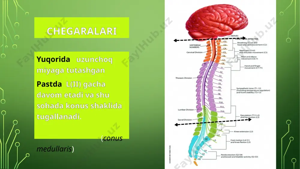 ing 4 ta pastki lyumbal, 5 ta sacral va dum nervlari conus medullarisdan pastga xuddi ot dumi singari osilib turadi. shu sababdan ham mana shu tuzilma ot dumi – cauda equine deb ataladi. ko’ndalang kesimi tuzilishi orqa miya ko’ndalang kesilganda unda ikki xil rangli qismi yaqqool ajraladi: kulrang modda- substantia grisea oq modda – substantia alba substantia grisea orqa miya kulrang moddasi ikkita kolonka bo’lib joylashadi ikki kolonkaning birlashgan joyida markaziy kanal (canalis centralis) hosil boladi kanal orqa miya suyuqligi (liquor) bilan to’lgan bo’lib, yuqoridan iv qorinchagacha, pastda esa ventriculus terminalis (oxirgi qorincha) gacha davom etadi. kanal atrofini o’rab turgan kulrang modda substantia intermediocentralis deb ataladi. substantia grisea kulrang moddaning har bir kolonnasi ikkita ustundan iborat: oldingi ustun- collumna anterior orqa ustun- collumna posterior ustunlar orqa miyaning ko’ndalang kesimida ikkita shox ko’rinishida bo’ladi: oldingi shox- cornu anterior orqa shox – cornu posterior yadrolar(nuclei) orqa shox yadrolarida oraliq hujayralar joylashgan !!! …