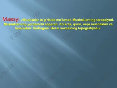 mushaklar to’g’risida ma’lumot — PPTX