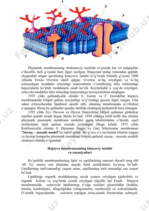 abekulalar oralig’idagi suyuq fazaga ajratadi. trabekulyar sistema bir-biri bilan birikib murakkab kompleksni hosil qiluvchi turli oqsillardan tashkil topadi. uning funksional ahamiyati hujayraichi sinchini hosil qilishdangina iborat bo’lmay, balki ular sitoplazmada turli organoidlar, fermentlarning doimiy joylashishlarini ham ta’minlaydi. bu sistema tashqi muhit omillarining o’zgarishi natijasida parchalanib ketishi ham mumkin. 3.2§. plazmatik membrana, plazmatik membrananing o’rganilish tarixi plazmatik membrananing strukturaviy tuzilishi to’grisida har xil tadqiqotlar o’tkazilib, turli g’oyalar ham ilgari surilgan. hujayrani tashqi tomondan qoplab, chegaralab turgan qavatining kimyoviy tarkibi to’g’risida birinchi g’oyani 1890 yillarda ernsta overton taklif qilgan. overton to’liq eriydigan va to’liq erimaydigan moddalar ortasidagi munosabatni o’simlikning ildiz tolalaridagi hujayralarda ko’plab moddalarni sinab ko’rdi. keyinchalik u yog’da eriydigan, erituvchi moddalar ildiz tolasidagi hujayralarga tezroq kirishini aniqlagan. 1925 yilda gollandiyalik olimlar e. gorter va f. grendellar hujayra membranasida bilipid qatlam mavjudligi to’g’risidagi goyani ilgari surgan. ular odam eritrositlaridan lipidlarni ajratib olib, ularning membranada so’rilishini o’rgangan. biroq bu qatlamlar qanday tartibda ekanligini …