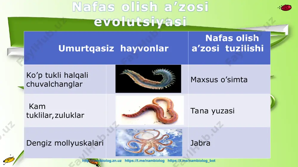 "hayvonlarning nafas olish organlari evolutsiyasi" - Page 4