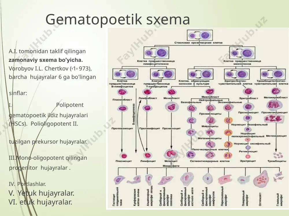 xil chastotada kasal bo'lishadi . jsst 2016 yilgi qayta ko'rib chiqish o'tkir leykemiyaning tasnifi o'tkir miyeloid leykemiyalar (aml) • o'tkir limfoblastik leykemiya (hamma) b-limfoblastik leykemiya t-limfoblastik leykemiya • aniq bo'lmagan o'tkir leyk**e*miyalar farqlash *** o'tkir leykemiyaning shunday kichik turlari mavjud bo'lib, ularda o'zgargan leykotsitlar limfotsitlar yoki granulotsitlar sifatida aniqlanmaydi yoki ikkala niholning malign o'zgargan hujayralari mavjud bo'lganda. ushbu leykemiyalar ba'zan bifenotipik o'tkir deb ataladi leykemiya. • • gematopoezning miyeloid mikroblariga ta'sir qiluvchi leykemiyalar guruhi • suyak iligida to'planishi, ular normal qon hujayralarining o'sishini inhibe qiladi , bu qizil qon hujayralari sonining kamayishiga olib keladi ; trombotsitlar, va normal leykotsitlar. • kasallik charchoq, nafas qisilishi, terining tez-tez mayda shikastlanishi, qon ketishining ko'payishi va tez-tez infektsiyalar bilan namoyon bo'ladi. • hozirgacha kasallikning aniq sababi noma'lum. aml o'tkir kasallik bo'lib, tez rivojlanadi va holda davolash bir necha oy, ba'zan haftalar ichida bemorning o'limiga olib keladi . eng ko'p qo'llaniladigan aml tasniflash sxemalari eski …