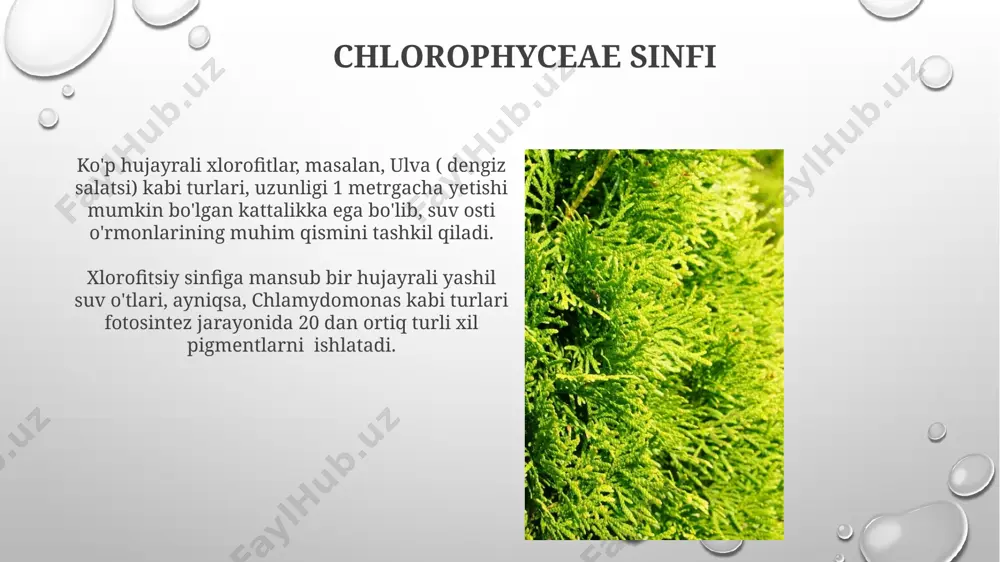 yashil suv o'tlari - Page 4