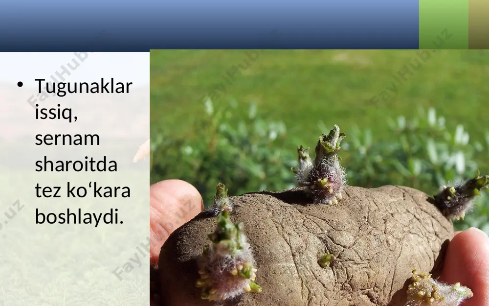tugunak va ildizpoyalar. 5 - sinf - Page 4