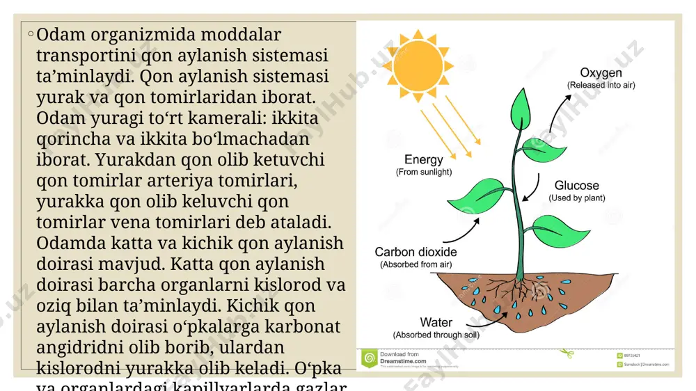 tirik organizmlarda oziq moddalar transporti - Page 5