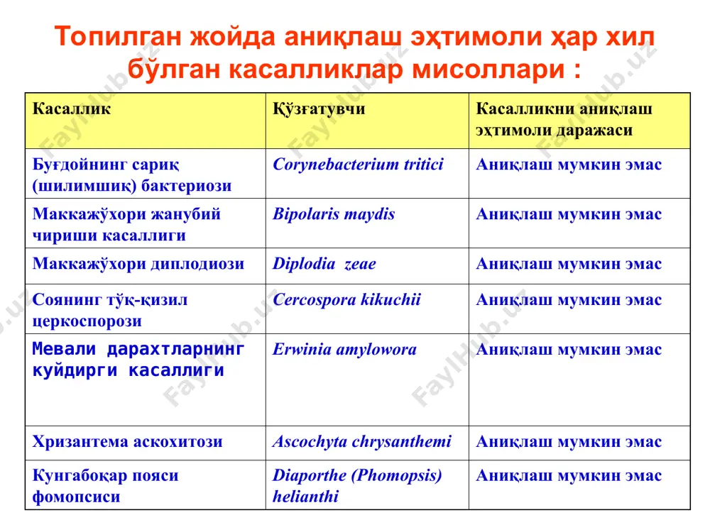 мкг, - дихлоран 50 мкг, - каптан 30 мкг, - сув 1 л гача барглар сегментларини таҳлил қилиш ва касаллик қўзғатувчисини ажратиш ► барглардан касаллик қўзғатувчисини ажратиш учун, устида алоҳида кичик доғлар бўлган кичик сегментларни стерил скальпель ёки қайчи ёрдамида қирқиб олиш, оддий сув билан ~2 соат давомида ювиш, устки қисмларини стериллаш, яна стерил сув билан 2 марта ювиш ва уларни петри ликопчаларида озуқа муҳитига экиш лозим. ўлчами каттароқ сегментларни ишлатиш мақсадга мувофиқ бўлмайди, чунки уларнинг устида сапротроф замбуруғларнинг жуда кўп споралари патоген ўсишини камайтиради ёки бутунлай тўхтатади. иккиламчи микроскопия ► петри ликопчаларида сегментларда ўсиб чиққан замбуруғ колонияларидан препаратлар тайёрлаб, уларни микроскоп остида текширилади, бу – иккиламчи микроскопия. барглар сегментларини таҳлил қилиш ва касаллик қўзғатувчисини ажратиш ► сегментларни микроскоп остида диққат билан текшириб, ажратилиши лозим бўлган турларнинг пропагулалари бўлган, аммо бошқа паразит ёки сапротроф турлардан холи бўлганлари петри ликопчаларининг тескари томонида мум қалами билан белгилаб қўйилади. бу сегментлардан мицелий орасида …