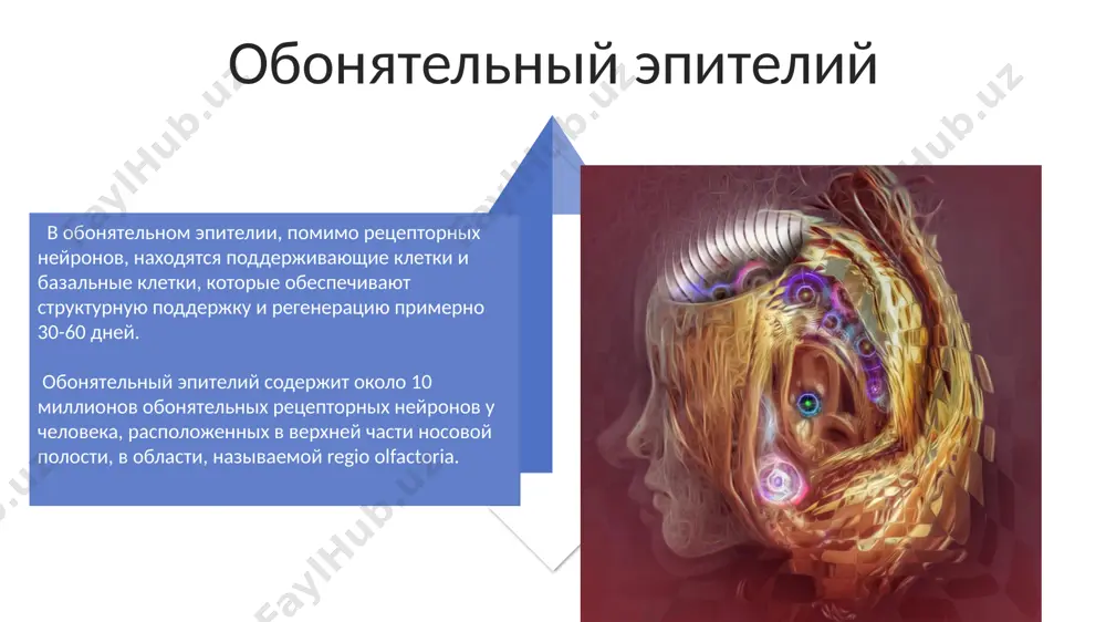строение обонятельной осозятельный системы - Page 4